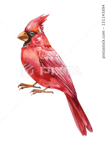 Red cardinal watercolor bird illustration isolated on white background spring wildlife art for design 131143894