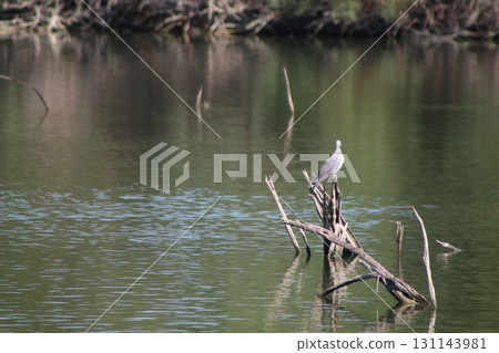 A wild pigeon perches on tree branches. A pond with waterfowl is in the middle of a public park. A wild pigeon perches on tree branches. A pond with waterfowl is in the middle of a public park. 131143981