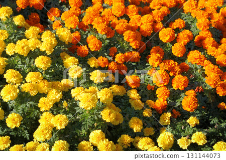 Two-tone marigold 131144073