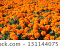 燦爛的橙色萬壽菊 131144075