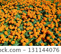 橙色萬壽菊 131144076