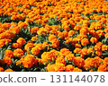 一邊是萬壽菊 131144078