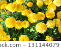 黃色萬壽菊 131144079