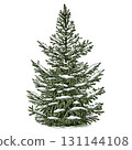 Hand drawn snowy green spruce tree. Vector illustration. 131144108