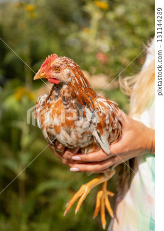 A close-up of a chicken in a woman's hands. Raising chickens at home. Farm in the village 131144289