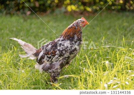 Speckled chicken walking on green grass in the garden 131144336