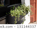 Green leafy plants in a modern black planter box, enhancing urban outdoor space aesthetics 131144337