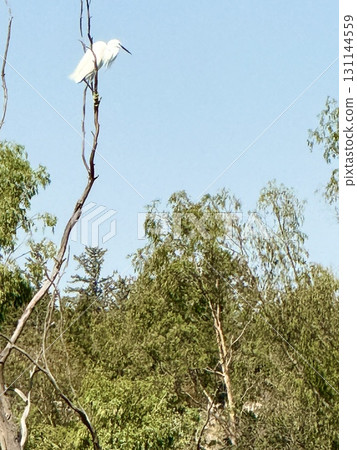 A white heron perches on a treetop. A pond with waterfowl is in the middle of a public park. A white heron perches on a treetop. A pond with waterfowl is in the middle of a public park. 131144559
