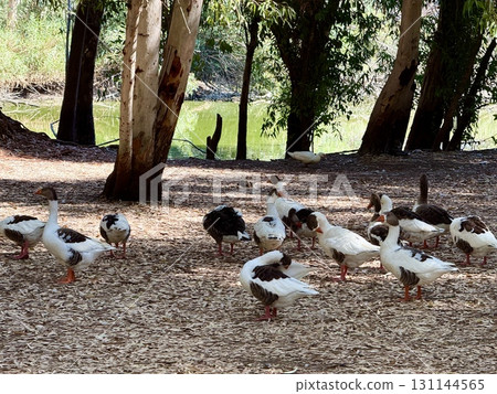 Geese stroll near a freshwater pond in a public park. Waterfowl in the wild. 131144565