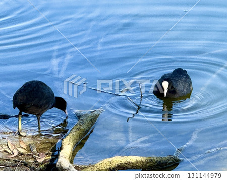 A Eurasian coot swims in a freshwater pond in a public park. Waterfowl in the wild. 131144979