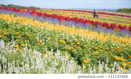 Flower Hill and Crai Garden Scenic Day, Miyagi Prefecture Flower Hill and Crai Garden Scenic Day, Miyagi Prefecture 131145086