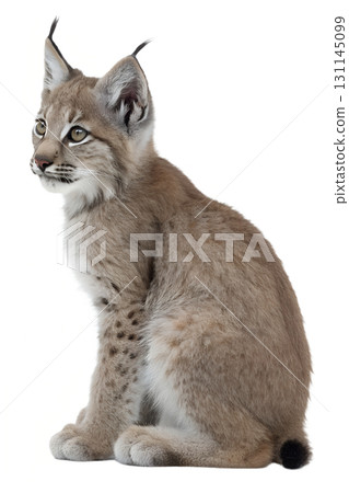 Lynx sitting majestically isolated on transparent background, wild cat with tufted ears and piercing eyes 131145099