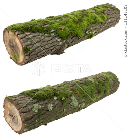 Moss-covered tree trunk isolated on transparent background, lush green growth on bark, woodland ecosystem detail 131145105