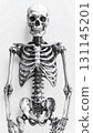 Full Human Skeleton Model On White Background for Medical Anatomy Study Aid or Halloween Decoration 131145201