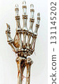 Anatomical Model of Human Hand Skeleton Against a Clean White Background Close up Isolated 131145202
