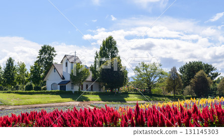 Refreshing flower fields at Yakurai Garden on a sunny day in Miyagi Prefecture 131145303
