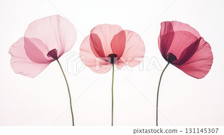 Delicate poppy flowers in vibrant pink and deep red sway in harmony, creating a peaceful and colorful atmosphere in nature's embrace 131145307