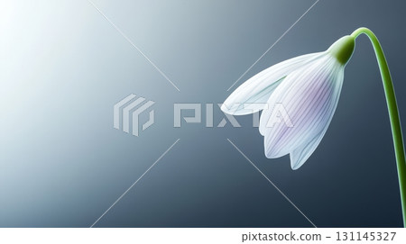 A surreal snowdrop flower reveals its exquisite features, highlighting soft petals and elegant shape against a smooth gradient background 131145327