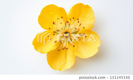 Vibrant yellow apricot blossom showcases its delicate petals and intricate center, highlighting nature s beauty in spring 131145330