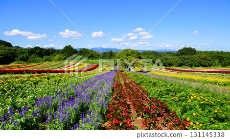 Beautiful flower fields spread out across Yakurai Garden on a sunny day in Miyagi Prefecture 131145338
