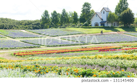 陽光明媚的宮城縣藥來花園，花田清爽宜人 131145400