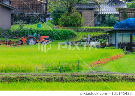 The rural landscape of Bansho rice terraces and red spider lilies, Yamaga City, Kumamoto Prefecture 131145423