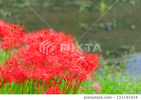 Cluster amaryllis at Bansho Rice Terraces, Yamaga City, Kumamoto Prefecture Cluster amaryllis at Bansho Rice Terraces, Yamaga City, Kumamoto Prefecture 131145424