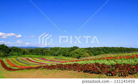 Flower Hill and Crai Garden Scenic Day, Miyagi Prefecture 131145459
