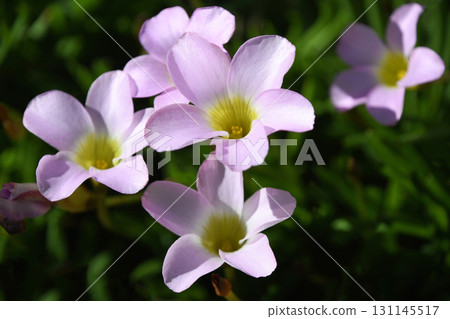 Oxyris pentaphila 131145517