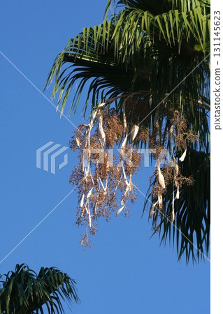 Washington Palm, September 2025 Washington Palm, September 2025 131145623