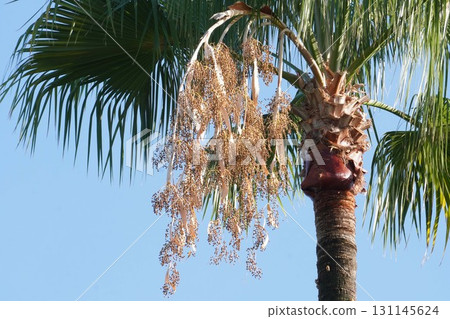 Washington Palm, September 2025 Washington Palm, September 2025 131145624