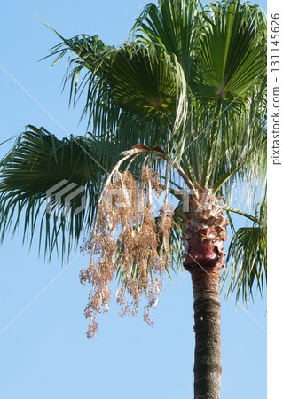 Washington Palm, September 2025 Washington Palm, September 2025 131145626