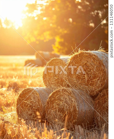 Warm Golden Sunlight on Stacked Hay Bales in a Rural Field During Harvest Season 131146050