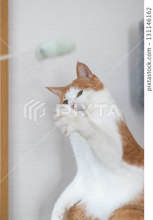 一隻貓在玩玩具棕色老虎白色 一隻貓在玩玩具棕色老虎白色 131146162