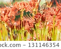 Cluster amaryllis beginning to bloom at Mizumoto Park 131146354