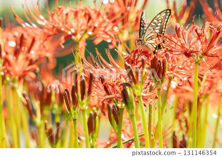 水元公園的石蒜花開始綻放 水元公園的石蒜花開始綻放 131146354