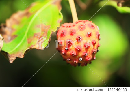 Red fruit of Yamabote 131146433