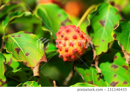 Yamabote的紅色果子 Yamabote的紅色果子 131146435