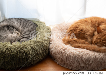 Two cats relaxing by the window 131146461