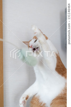 A cat playing with a toy Brown tiger white 131146464