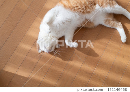 A cute cat lying down and relaxing - brown tabby and white A cute cat lying down and relaxing - brown tabby and white 131146468