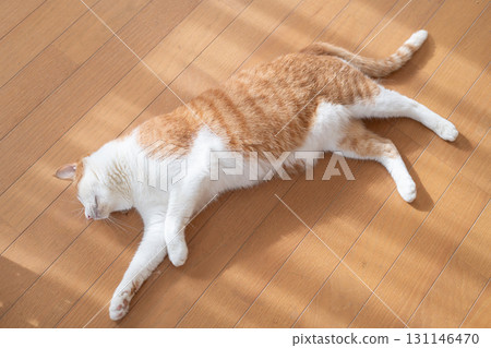 A cute cat lying down and relaxing - brown tabby and white 131146470