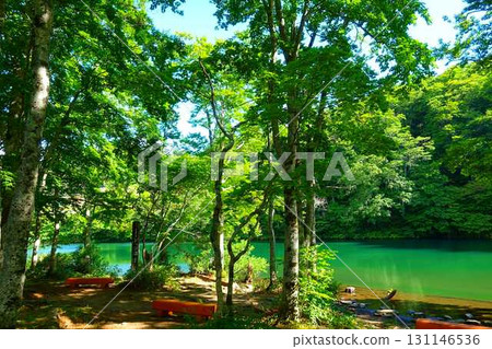 Dokko Swamp, Zao, Fresh Greenery 131146536