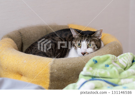 A brown tabby cat relaxing in its favorite spot 131146586