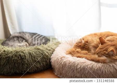 Two cats relaxing by the window Two cats relaxing by the window 131146588