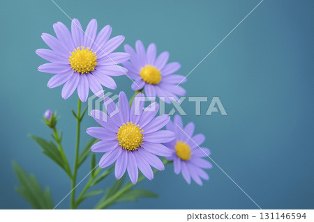 盛開的紫苑花在藍綠色背景上，有複製空間 131146594