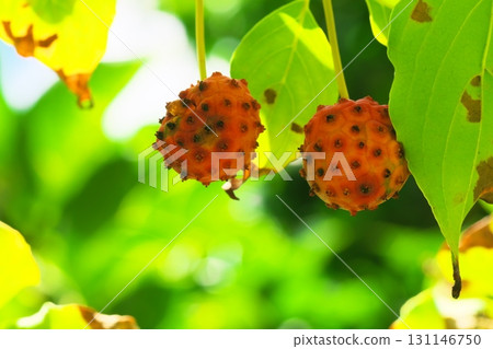 Red fruit of Yamabote 131146750