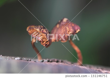 small mushrooms in the forest 131146751