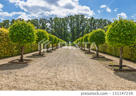 Rundale Palace Gardens, Latvia - Symmetrical Topiary Avenue in Baroque Formal Design 131147239