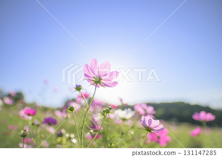 Cosmos in full bloom and blue sky (soft tone due to special photography) 131147285